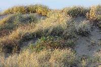 Entoloma sericeum image