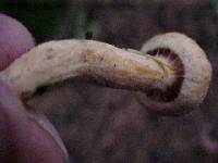 Chroogomphus tomentosus image