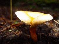 Hygrophoropsis aurantiaca image