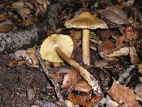 Inocybe sororia image