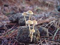 Protostropharia semiglobata image
