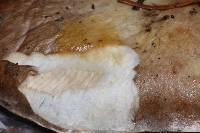 Lactarius californiensis image