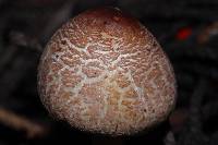 Lepiota castaneidisca image