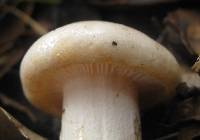 Hygrophorus eburneus image