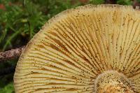 Tricholomopsis rutilans image