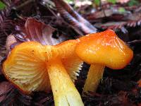 Hygrocybe acutoconica image