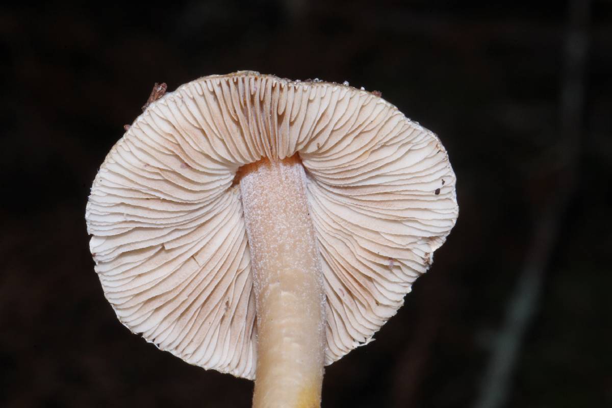Inocybe grammata image