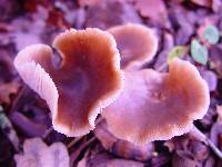 Rhodocollybia butyracea image