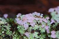 Phyllobaeis erythrella image