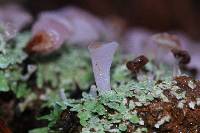 Phyllobaeis erythrella image