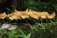 Polyporus guianensis image