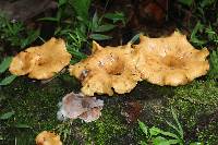 Polyporus guianensis image