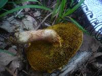 Boletus subtomentosus image