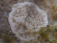 Caloplaca crenularia image