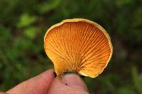 Tapinella panuoides image