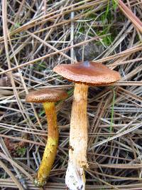 Cortinarius cinnamomeus image