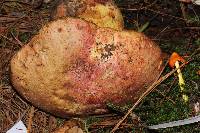 Boletus regius image