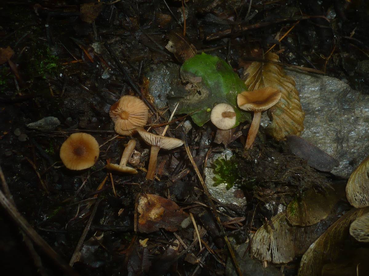 Lactarius obscuratus image