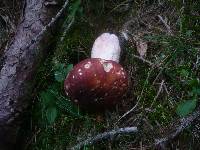 Russula xerampelina image