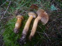 Chroogomphus rutilus image