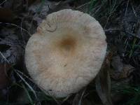 Lactarius torminosus image