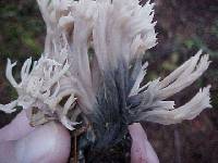 Clavulina coralloides image