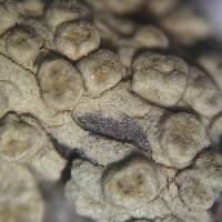 Pertusaria xanthodes image