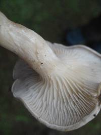 Thumbnail image of current specimen