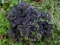 Leptogium brebissonii image