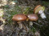 Suillus luteus image
