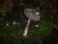 Pluteus atromarginatus image