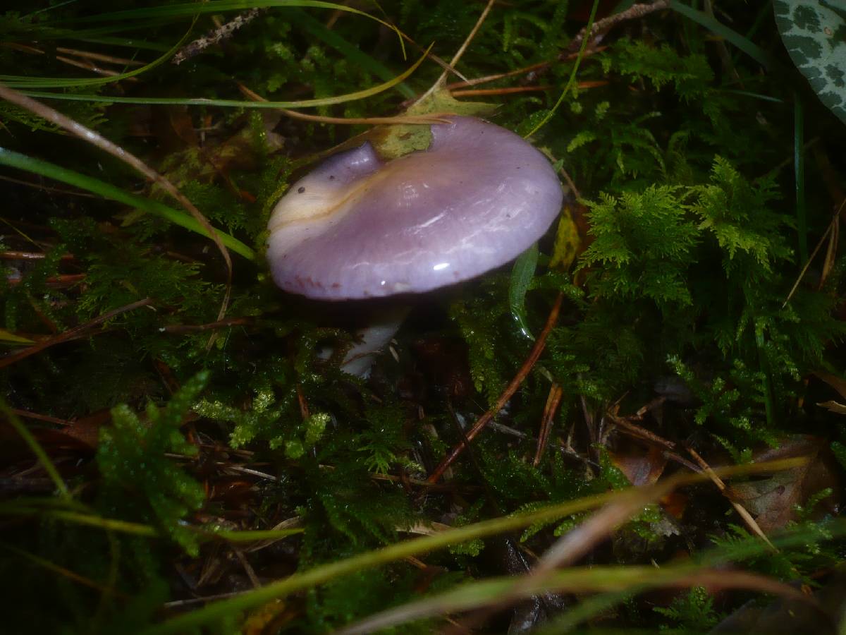 Cortinarius salor image