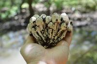 Coprinopsis variegata image