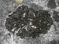 Collema latzelii image