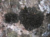 Collema latzelii image