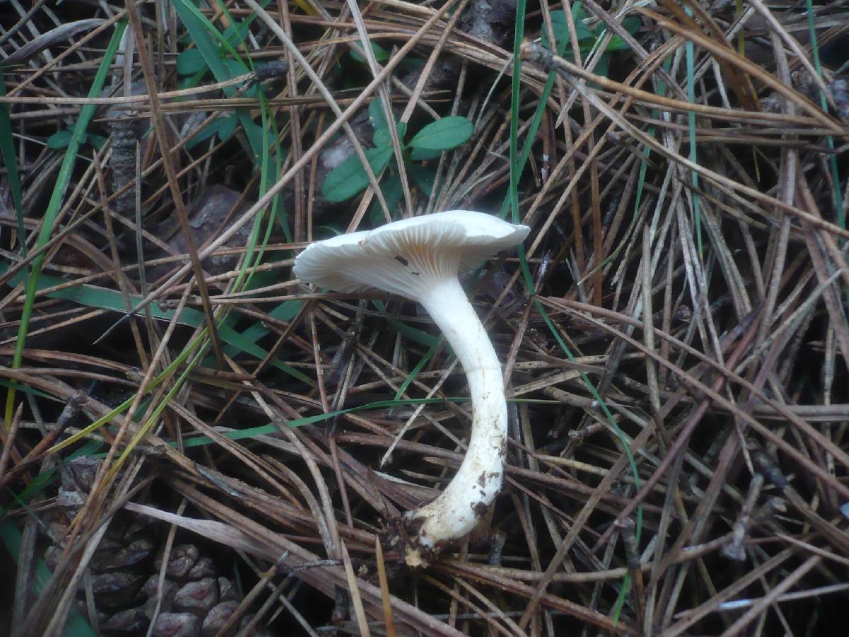 Clitocybe nivea image