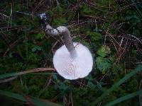 Hygrophorus latitabundus image