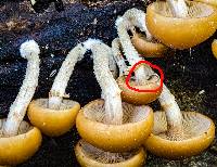 Kuehneromyces mutabilis image