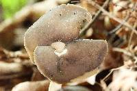 Helvella elastica image