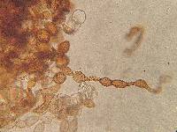 Thumbnail image of current specimen