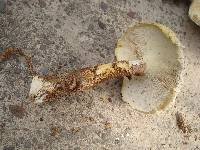 Neolentinus lepideus image