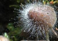 Spinellus fusiger image