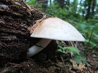 Rhodocollybia maculata image