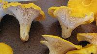 Cantharellus phasmatis image