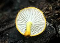 Cyptotrama chrysopepla image