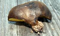 Boletinellus merulioides image