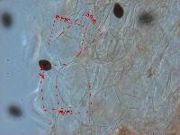 Thumbnail image of current specimen