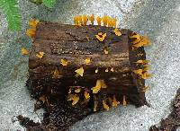 Dacryopinax spathularia image