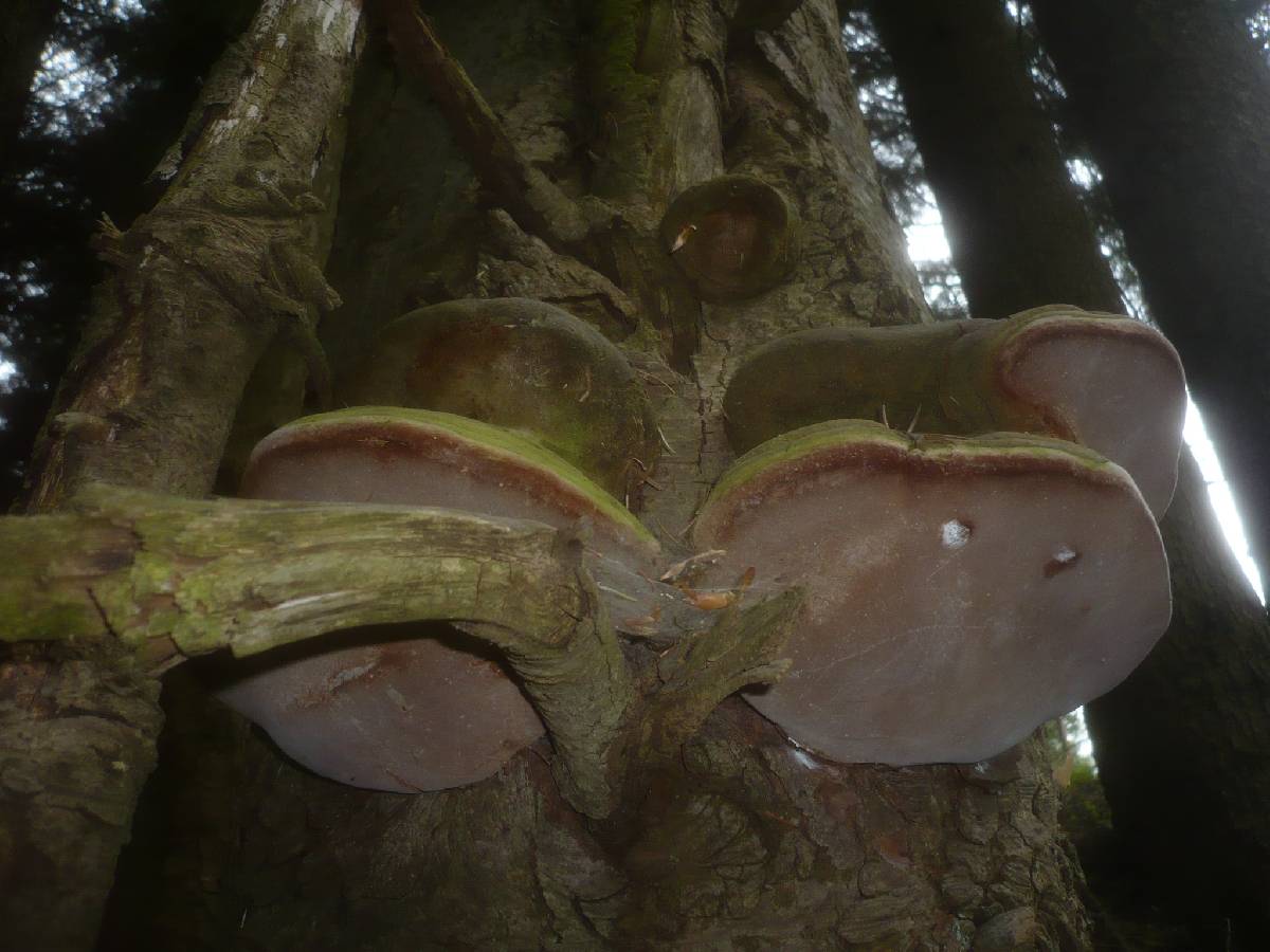 Phellinus hartigii image