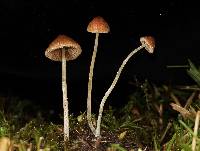Conocybe cyanopus image